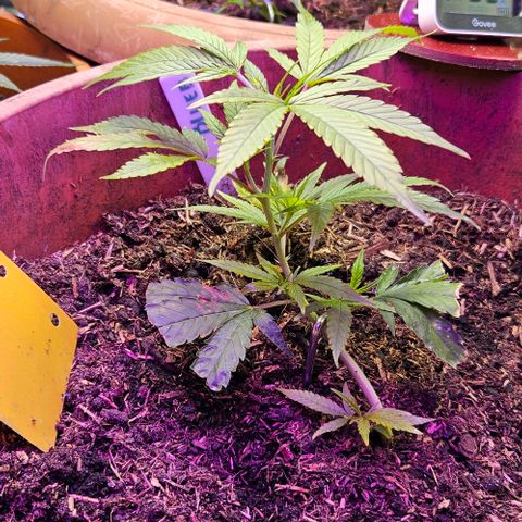 Original Ak47 growlog timeline photo
