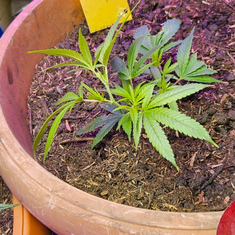 Original Ak47 growlog timeline photo