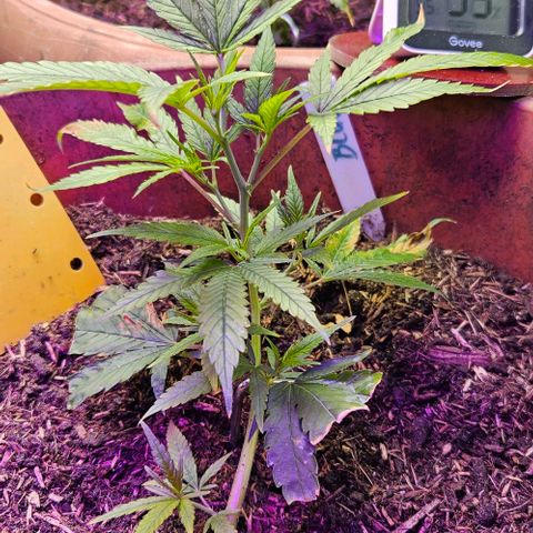 Original Ak47 growlog timeline photo