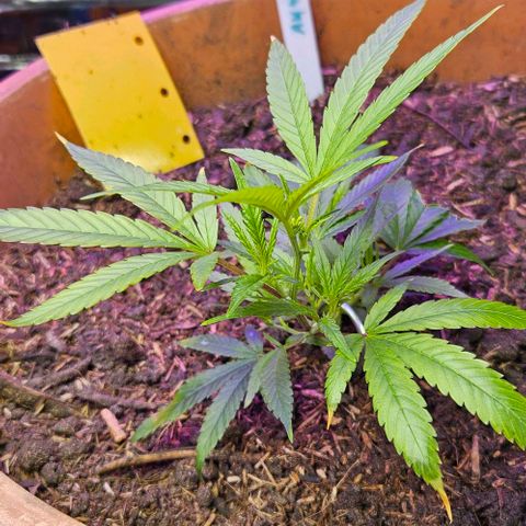 Original Ak47 growlog timeline photo