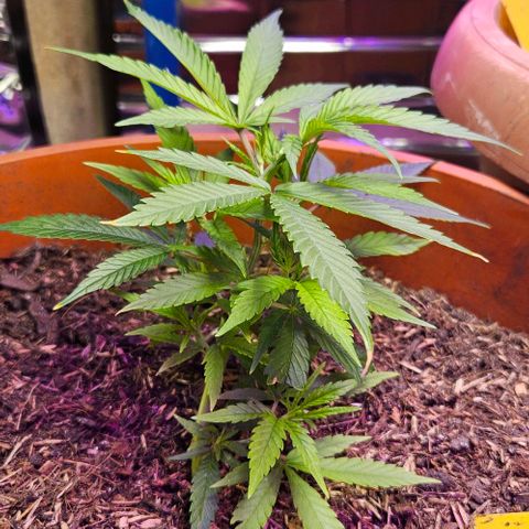 Original Ak47 growlog timeline photo
