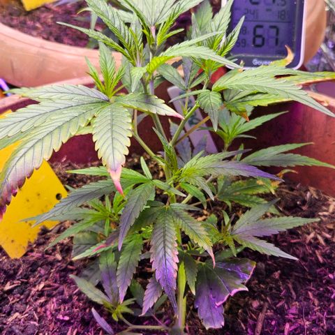 Original Ak47 growlog timeline photo