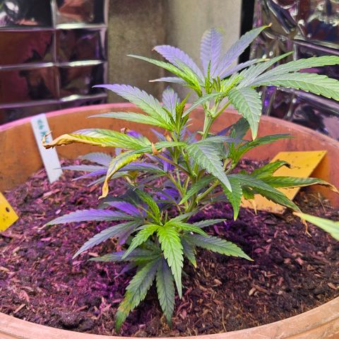 Original Ak47 growlog timeline photo