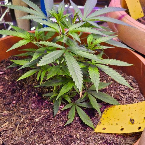 Original Ak47 growlog timeline photo