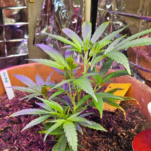 Original Ak47 growlog timeline photo