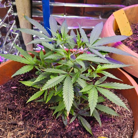 Original Ak47 growlog timeline photo