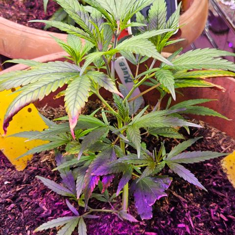 Original Ak47 growlog timeline photo