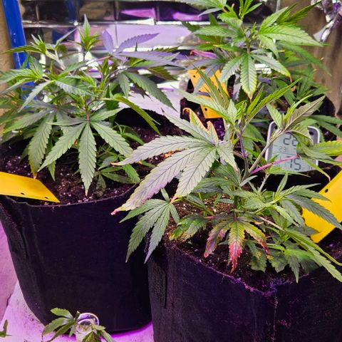 Original Ak47 growlog timeline photo