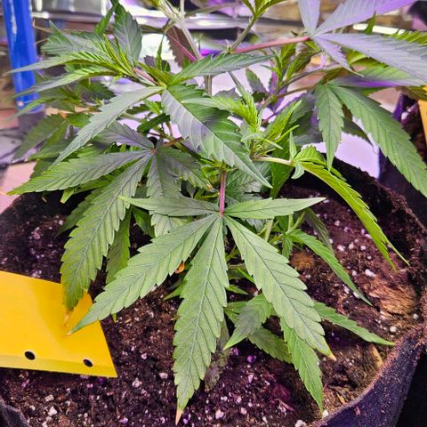 Original Ak47 growlog timeline photo