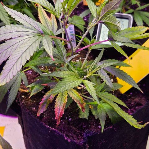 Original Ak47 growlog timeline photo