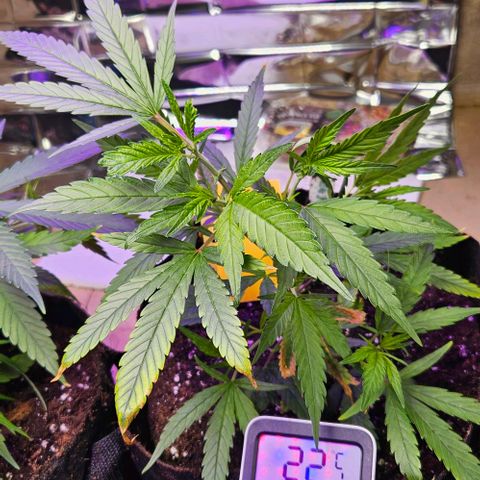 Original Ak47 growlog timeline photo
