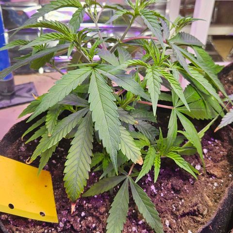 Original Ak47 growlog timeline photo