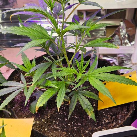 Original Ak47 growlog timeline photo