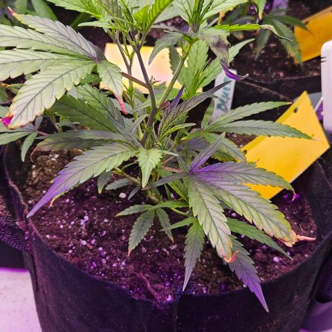 Original Ak47 growlog timeline photo