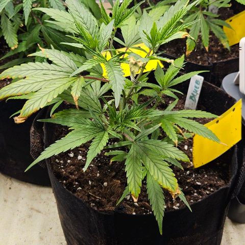 Original Ak47 growlog timeline photo