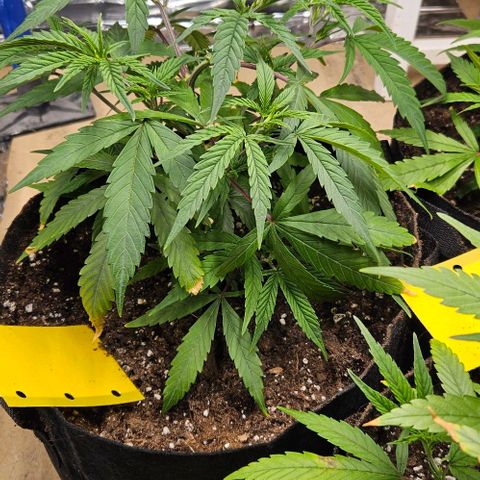Original Ak47 growlog timeline photo