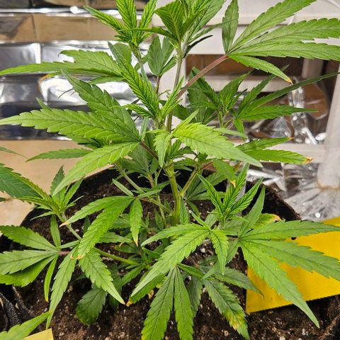 Original Ak47 growlog timeline photo