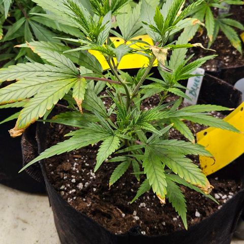 Original Ak47 growlog timeline photo