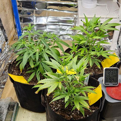 Original Ak47 growlog timeline photo