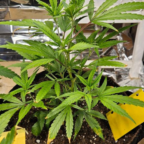 Original Ak47 growlog timeline photo