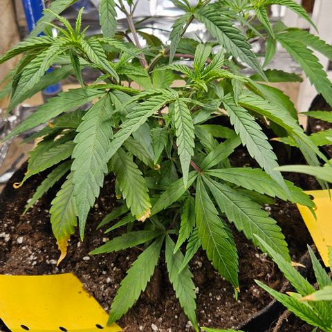 Original Ak47 growlog timeline photo