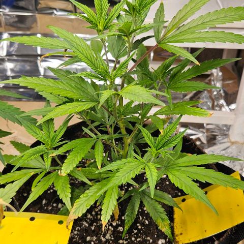 Original Ak47 growlog timeline photo