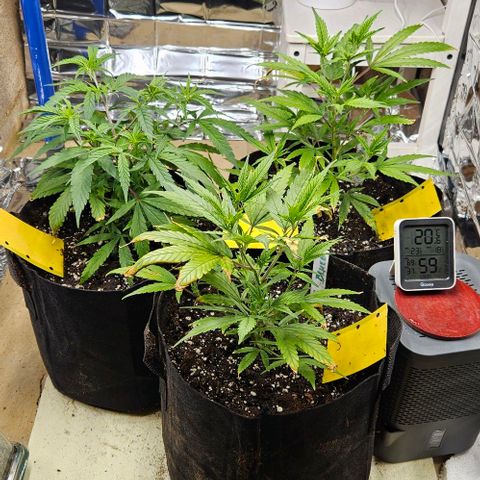 Original Ak47 growlog timeline photo