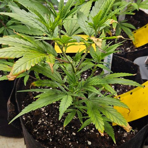 Original Ak47 growlog timeline photo