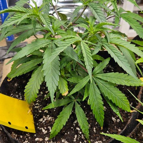 Original Ak47 growlog timeline photo