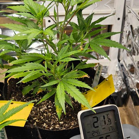 Original Ak47 growlog timeline photo