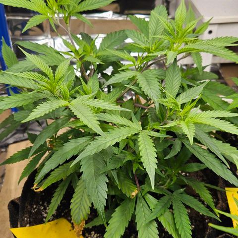 Original Ak47 growlog timeline photo