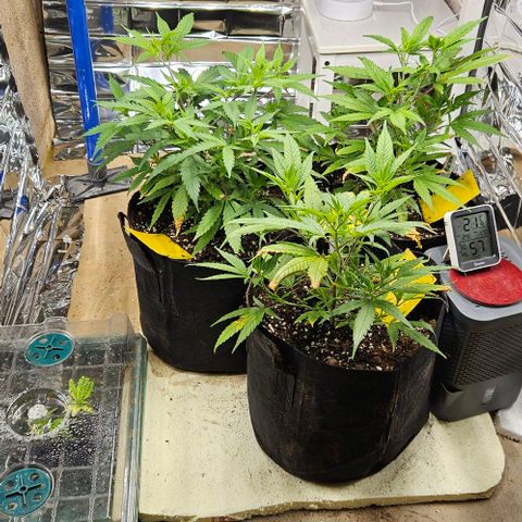 Original Ak47 growlog timeline photo