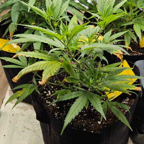 Original Ak47 growlog timeline photo