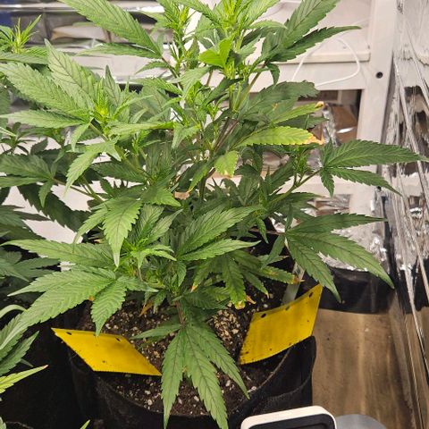 Original Ak47 growlog timeline photo