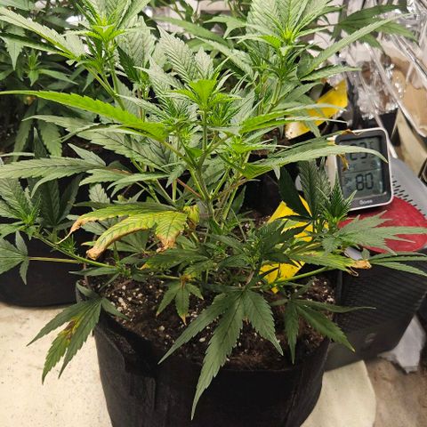 Original Ak47 growlog timeline photo