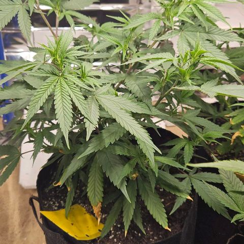 Original Ak47 growlog timeline photo