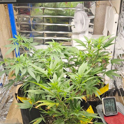 Original Ak47 growlog timeline photo