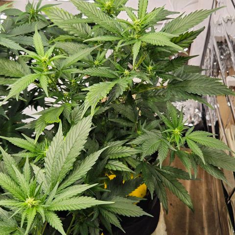Original Ak47 growlog timeline photo