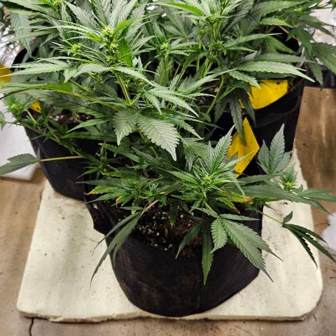 Original Ak47 growlog timeline photo