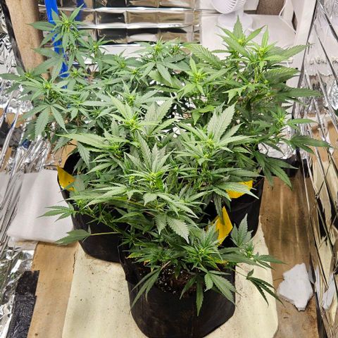 Original Ak47 growlog timeline photo