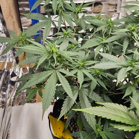 Original Ak47 growlog timeline photo