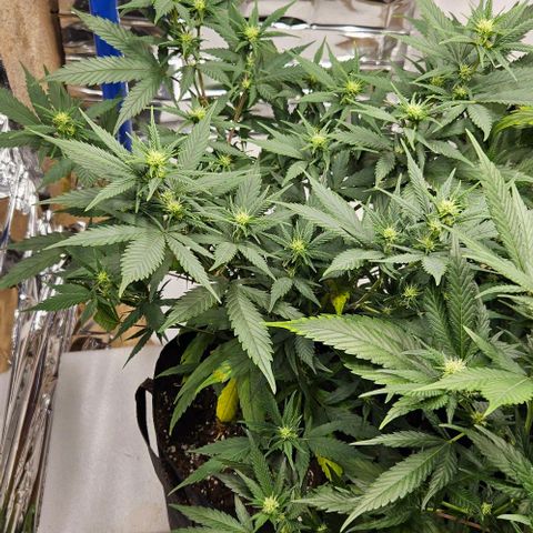 Original Ak47 growlog timeline photo