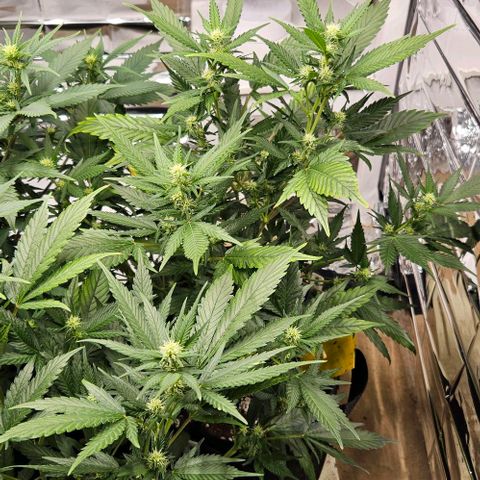Original Ak47 growlog timeline photo