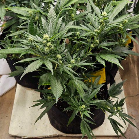Original Ak47 growlog timeline photo