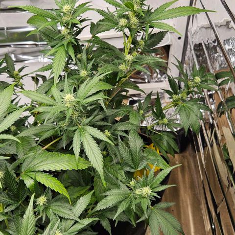 Original Ak47 growlog timeline photo