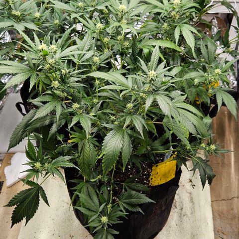 Original Ak47 growlog timeline photo