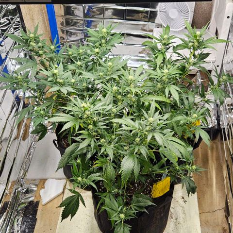 Original Ak47 growlog timeline photo