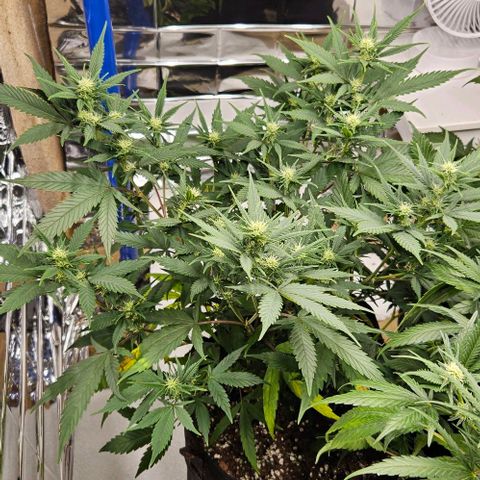Original Ak47 growlog timeline photo