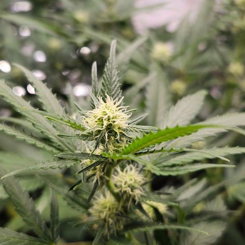 Original Ak47 growlog timeline photo
