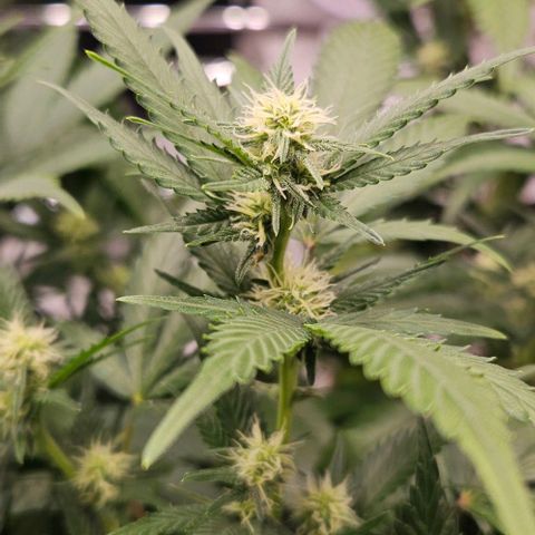 Original Ak47 growlog timeline photo